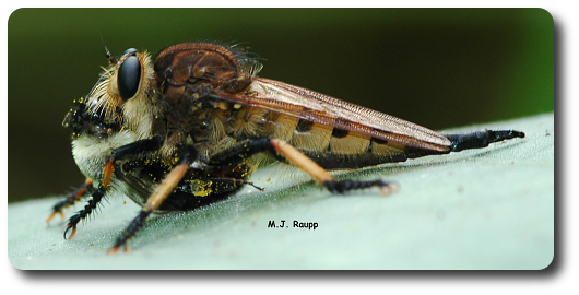 With A Bumble Bee Neatly Tucked Between It's Legs, - Robber Flies (530x270), Png Download