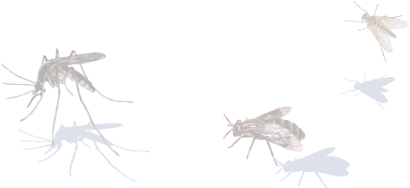 Flies Side Image - Berantas Malaria (632x242), Png Download