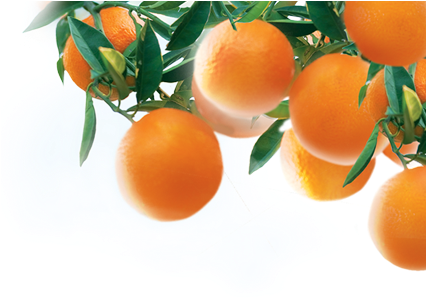 Tangerine (440x298), Png Download