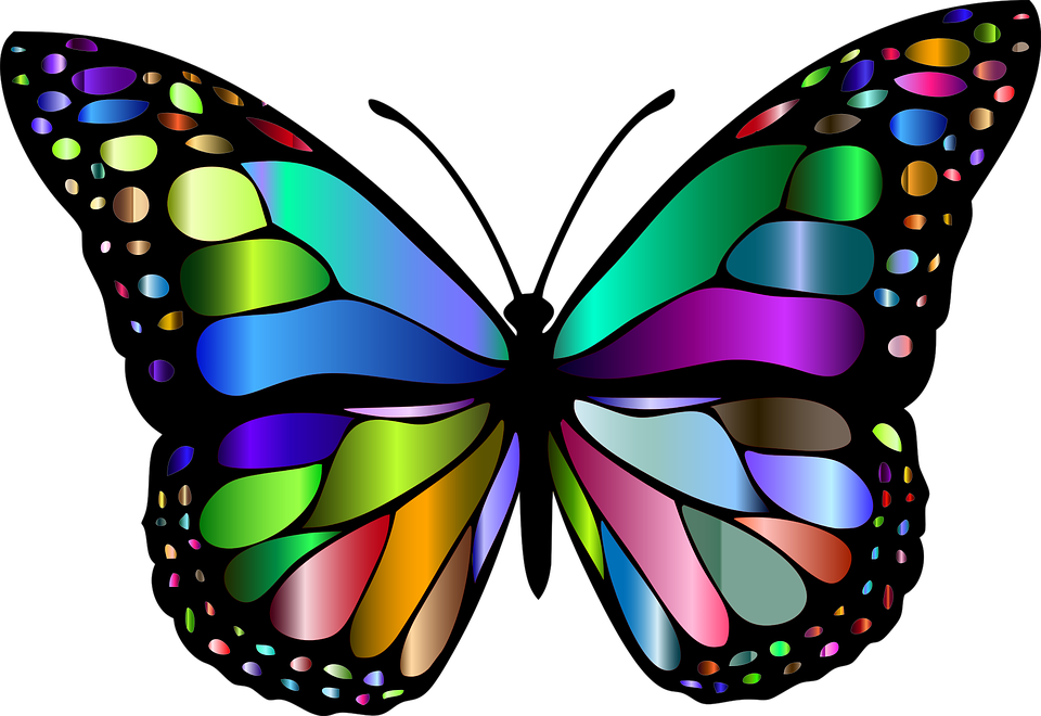 Butterfly Insect Chromatic Animal Colorful Flying 1769728 - Butterfly Insect (960x660), Png Download