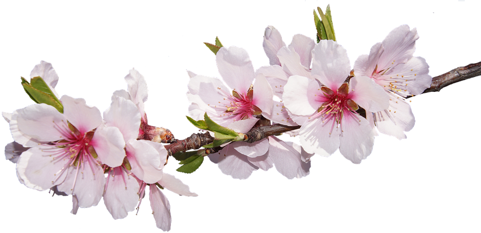 Flor De Almendro Png (960x482), Png Download