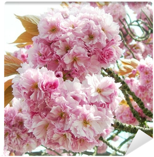 يا أجمل الناس (400x400), Png Download