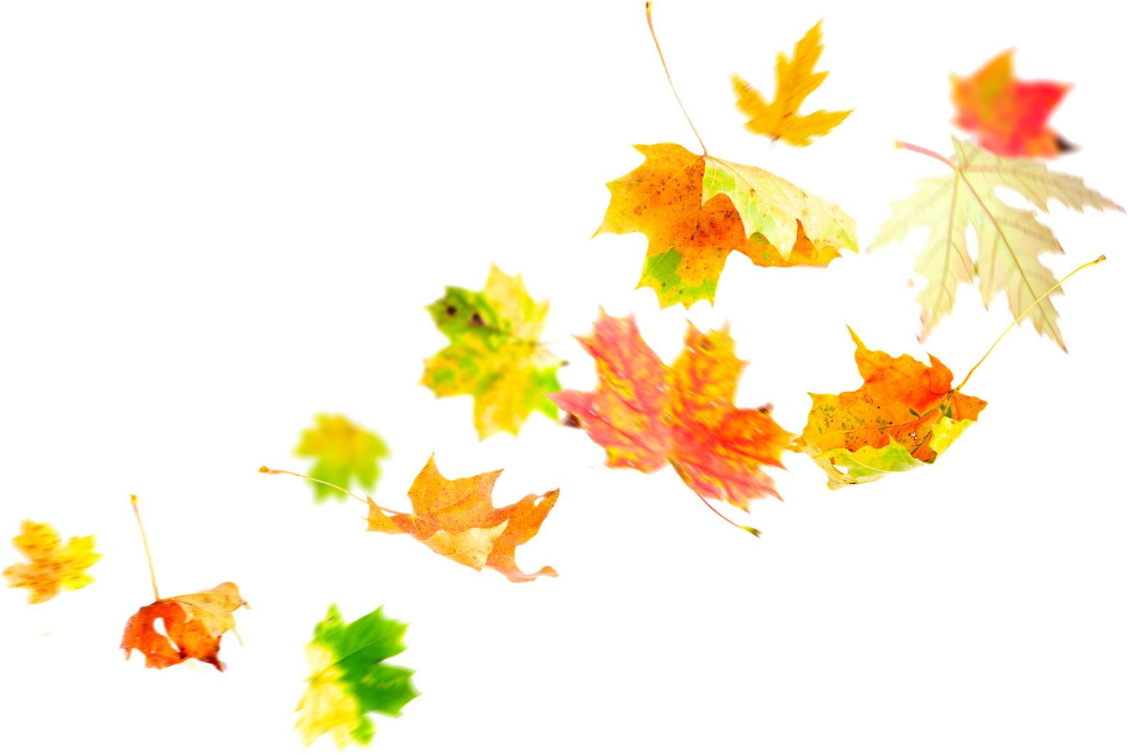 Source - - Autumn Leaves Wind (1600x1067), Png Download