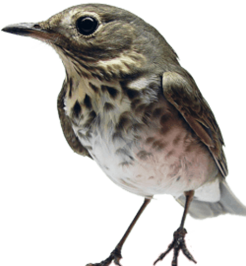 Free Png Birds Png Images Transparent - Bird In The Hand (480x519), Png Download