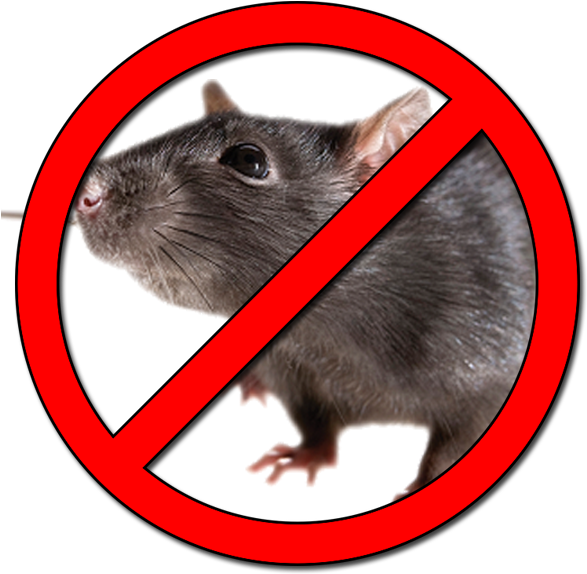 Desratización - Prohibido Ratas Png (600x594), Png Download