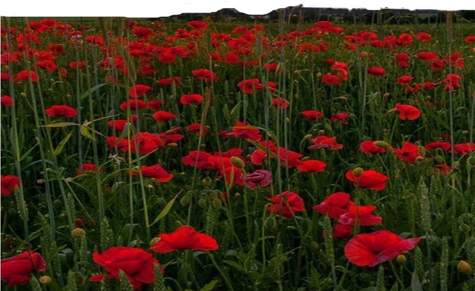 Flower Farm Png Free By Theartist100 On Deviantart - Clip Art (932x857), Png Download