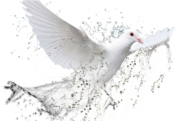 New Testament Christian Church Charleston Dove White - Pomba Do Espirito Santo Iurd (980x403), Png Download