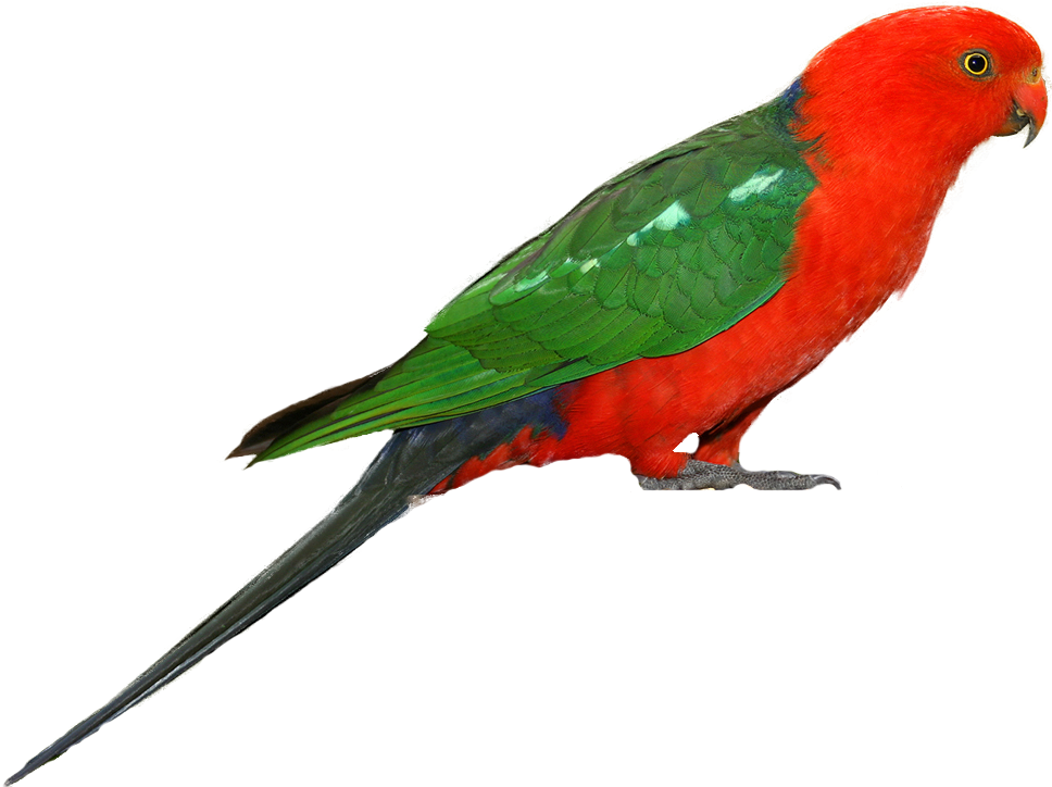 Parakeet Drawing Bird Australian - Australian King Parrot Png (998x737), Png Download