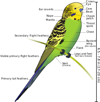 Small, Long Tailed, Seed Eating Parrot - Sri Lankan Love Birds (350x359), Png Download