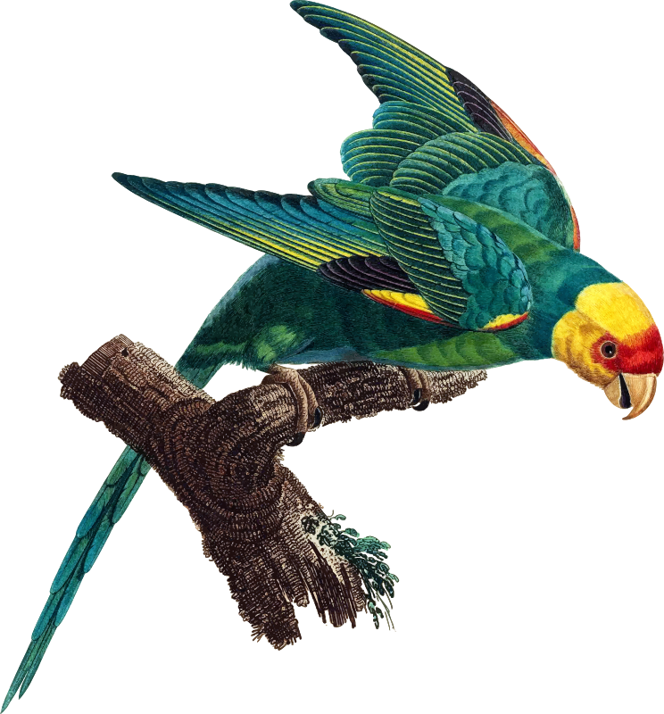 Medium Image - Carolina Parakeet (744x800), Png Download