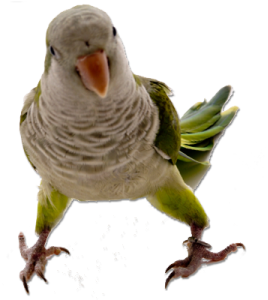 Parakeet (375x375), Png Download