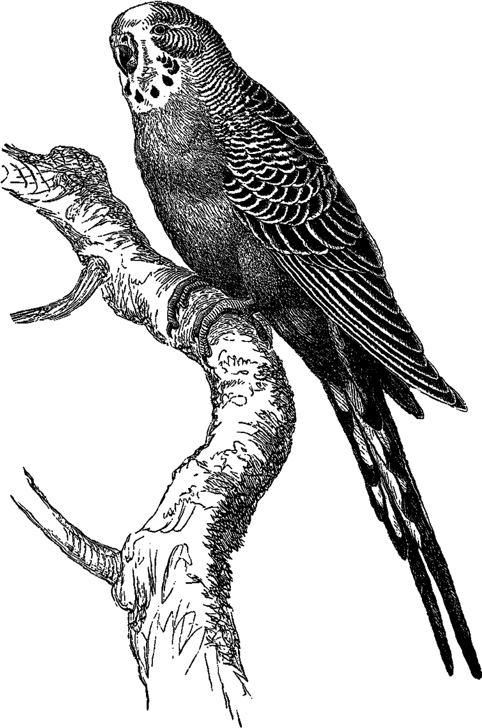 Digital Bird Downloads - Digital Stamp (1126x1600), Png Download