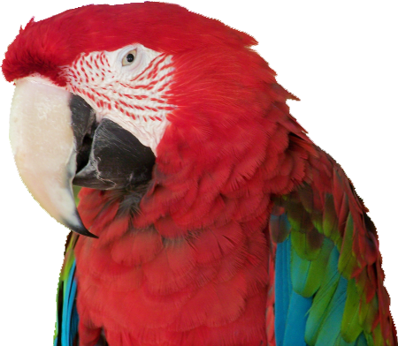 Exotic-parrot - Parrot (450x392), Png Download