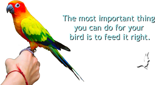 Find Local Resellers - Macaw (600x300), Png Download
