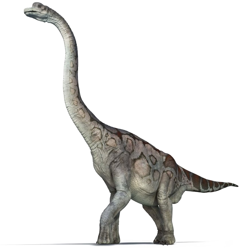 Brachiosaurus Png Pic - First Fact Dinosaurs (first Facts) (892x895), Png Download