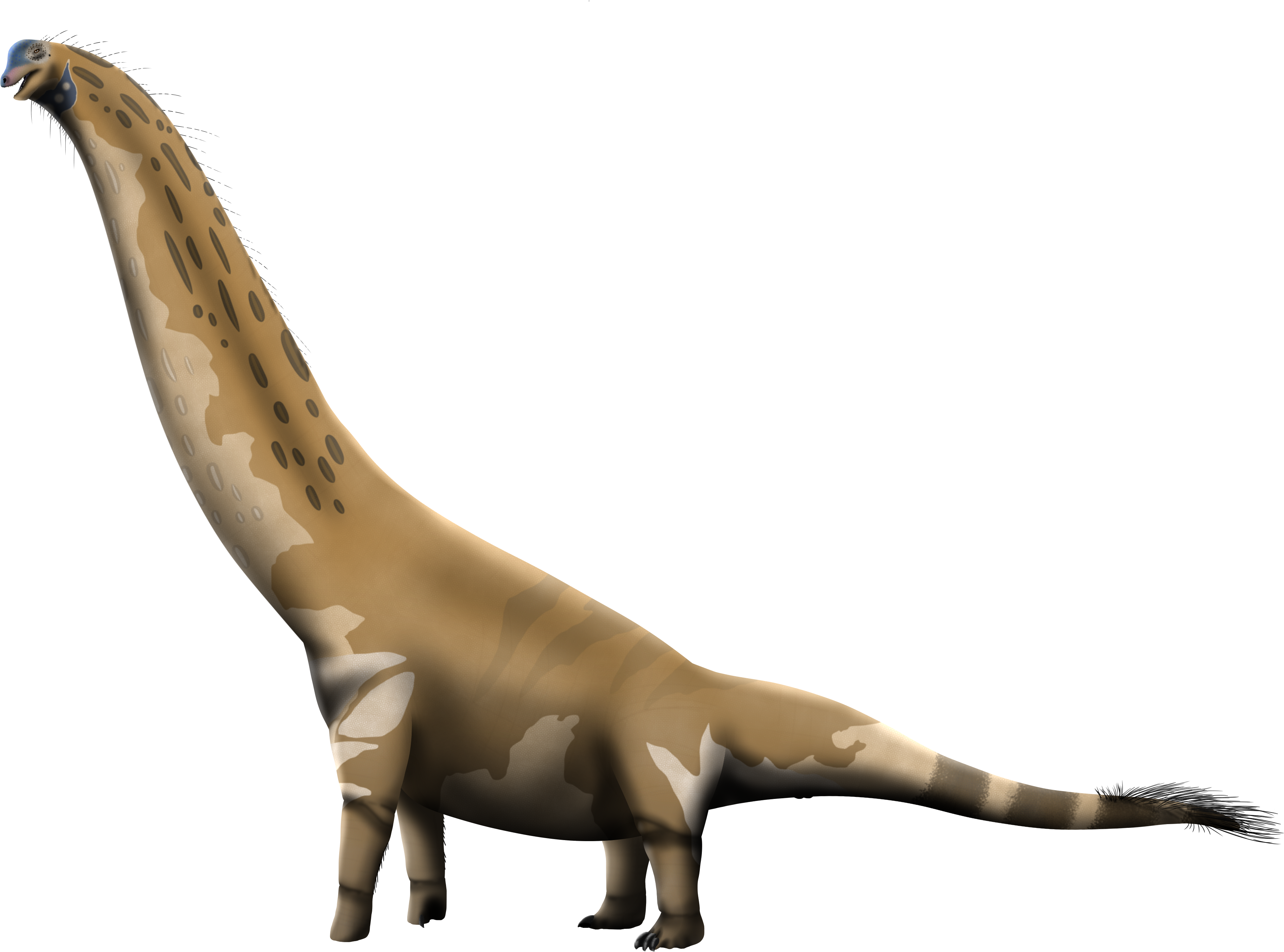 Camarasaurus Png (4500x3000), Png Download