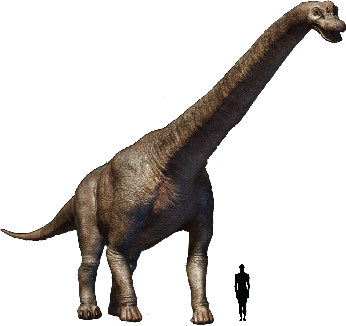 Prehistoric Taxonomy - Brachiosaurus Transparent (1200x1083), Png Download