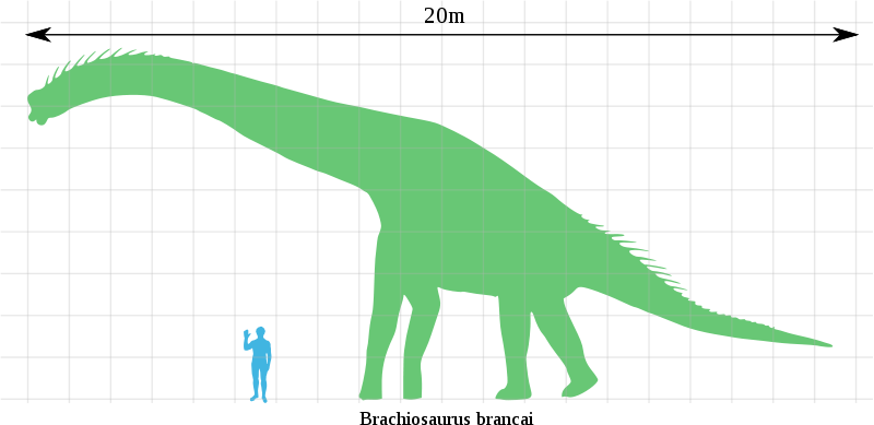 Archivo - Brachiosaurus Scale - Svg - Brachiosaurus Scale (800x389), Png Download