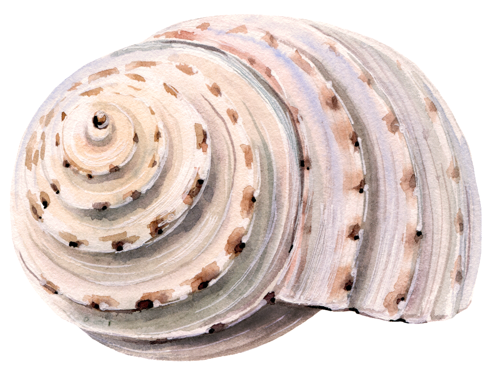 This Graphics Is Hand Painted Beach Shell Png Transparent - Bath And Body Work Waikiki Beach Coconut 3 Wick Candle (1024x807), Png Download