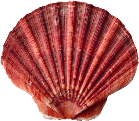 Sea Shells Transparent - Shell Of Animals (620x437), Png Download