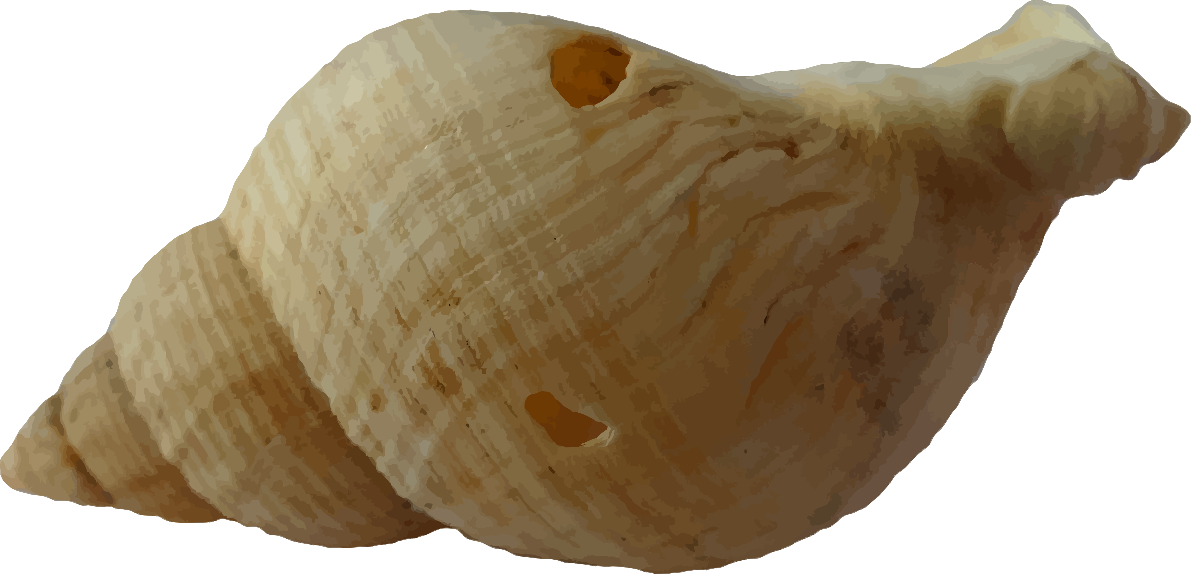 Sea Shell Clam Ocean Sea Shells Beach Sand - Sea Shell (510x340), Png Download