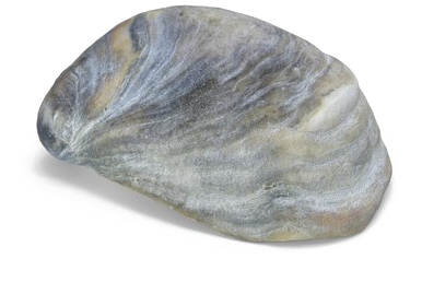 Seashell Download Transparent Png Image - Portable Network Graphics (600x600), Png Download