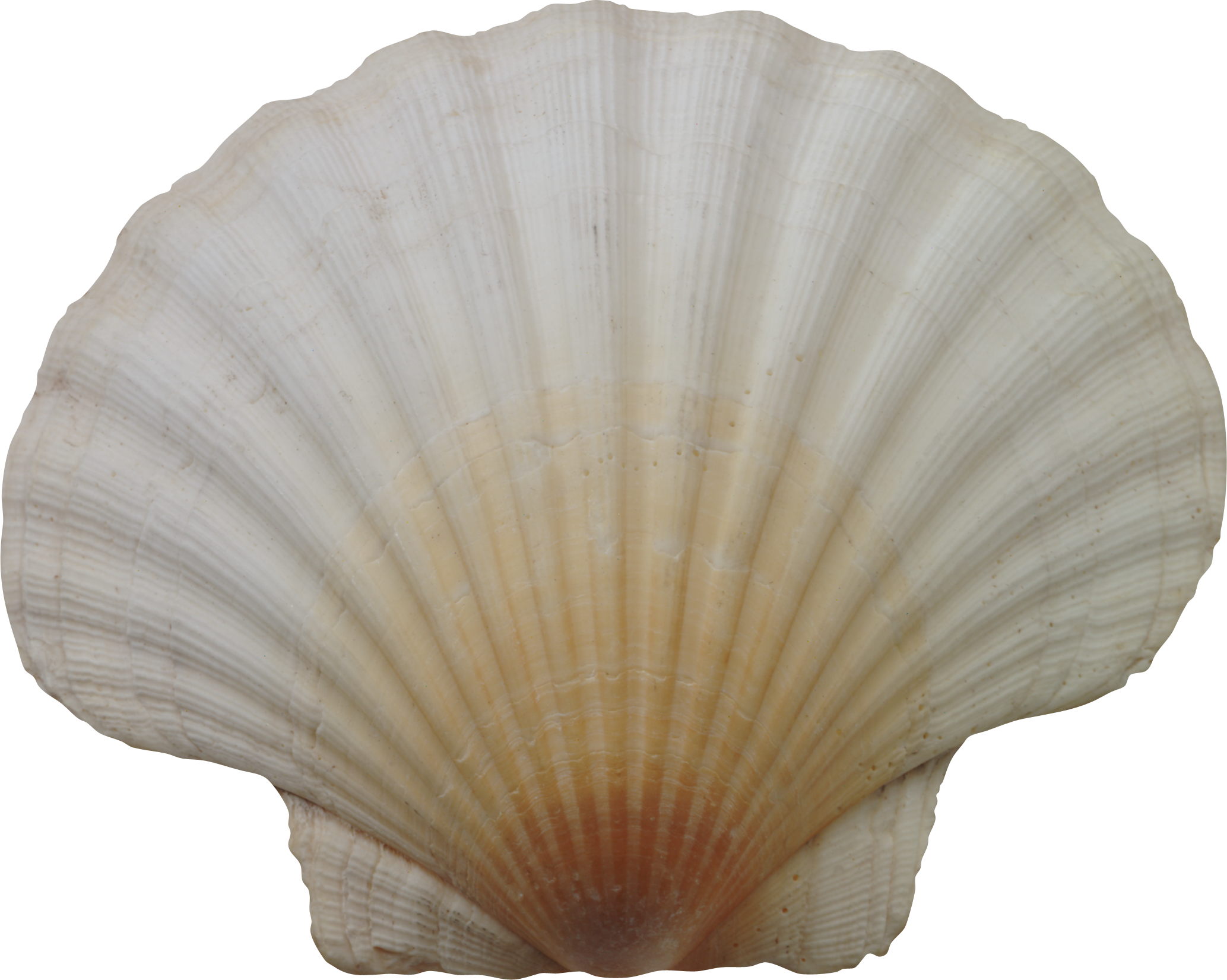 Seashell Png - Ракушка Фотошоп (2067x1651), Png Download