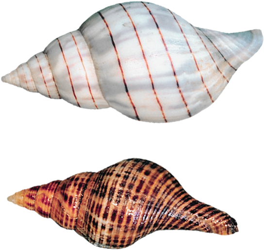 Transparent Sea Snails Shells Png Picture - Seashell Background Transparent Kids (590x600), Png Download