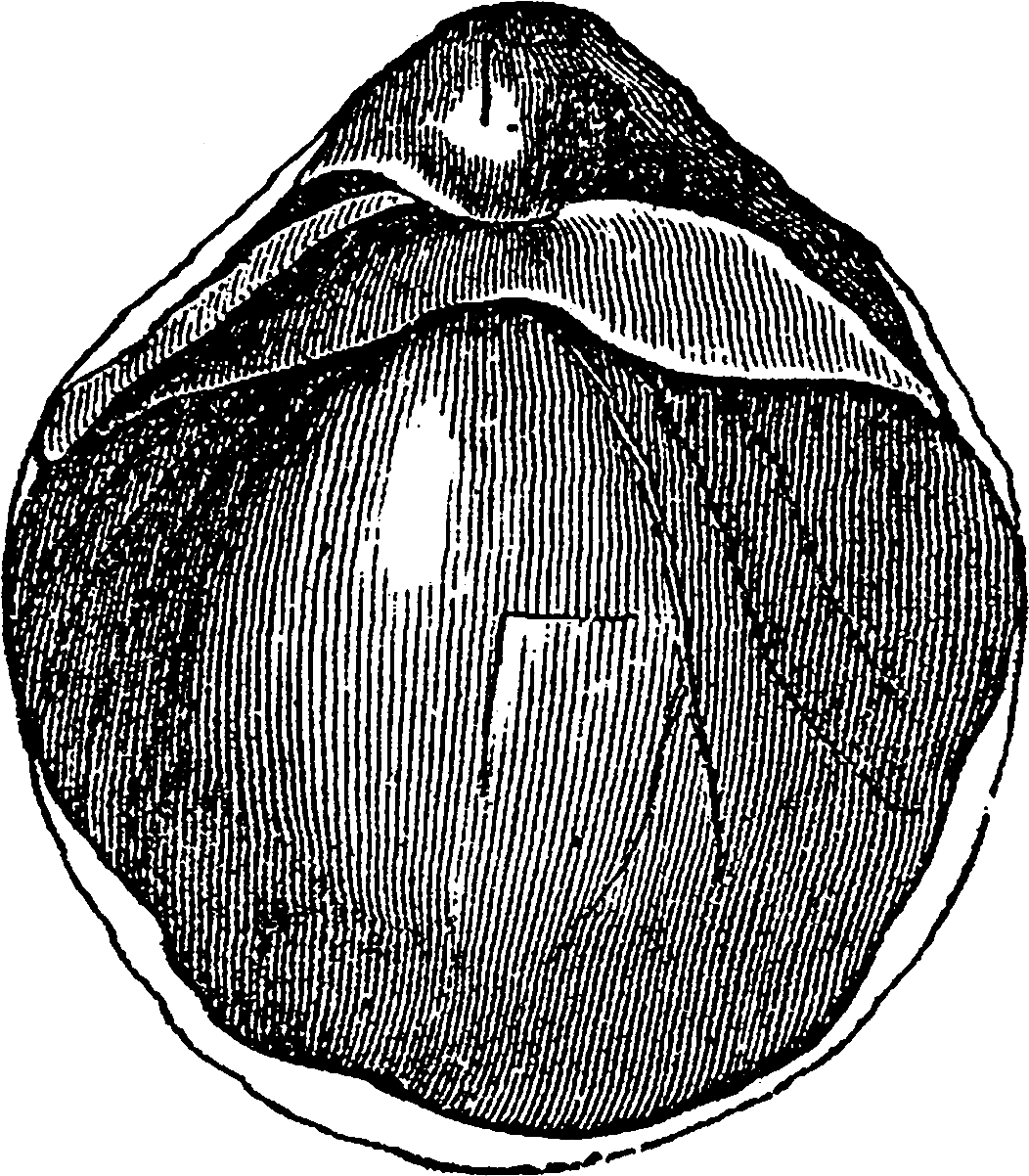 Digital Sea Shell Downloads - Circle (1200x1320), Png Download