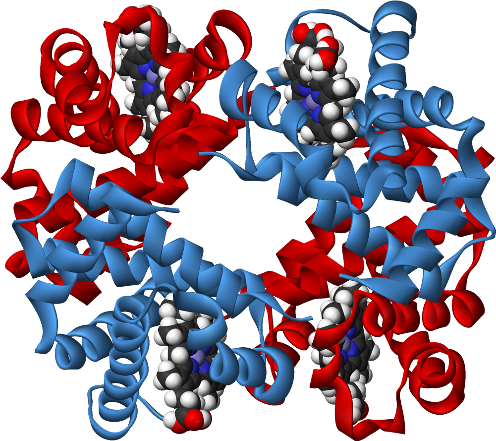 Haemoglobin 3d Ribbons - Haemoglobin 3d Structure (1100x988), Png Download