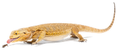 Svg Freeuse Download Wallpaper Full Wallpapers The - Central Bearded Dragon (450x300), Png Download