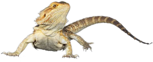 Bearded Dragon - Agama (350x349), Png Download