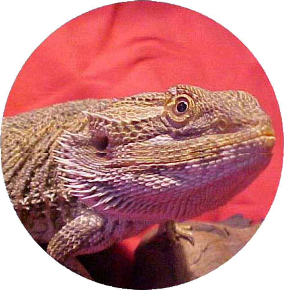 Bearded Dragon Care Info Pet Bearded Dragon Care & - Bearded Dragon Co Logo (1200x1200), Png Download