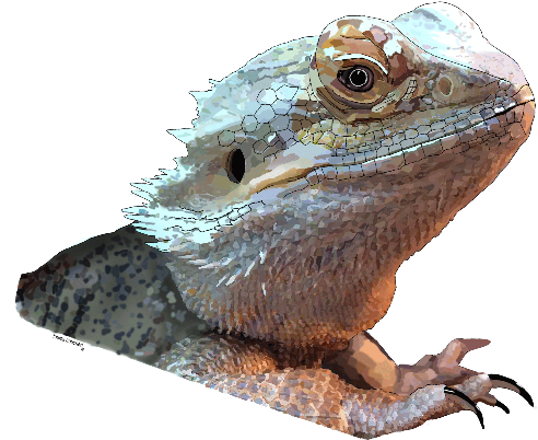 Bearded Dragon - Sagebrush Lizard (565x800), Png Download