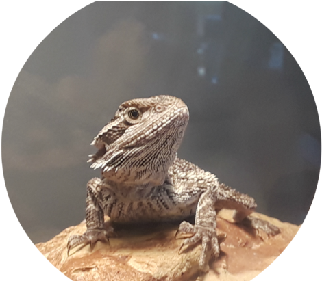 Western Fence Lizard (730x410), Png Download