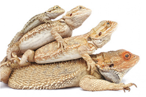 Stages Of A Bearded Dragon (600x315), Png Download