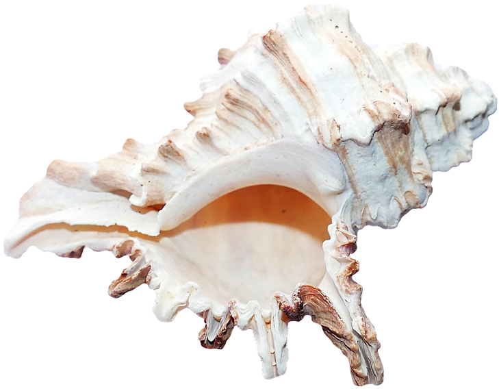 Ocean Shell (960x640), Png Download