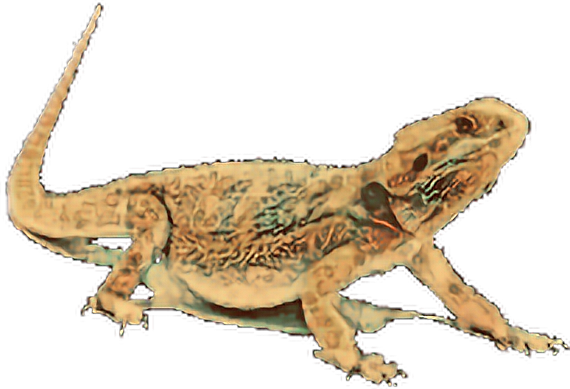 Beardeddragon Sticker - Dragon (816x556), Png Download