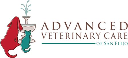Considerations Before Getting A Bearded Dragon - Advanced Veterinary Care Of San Elijo (600x220), Png Download