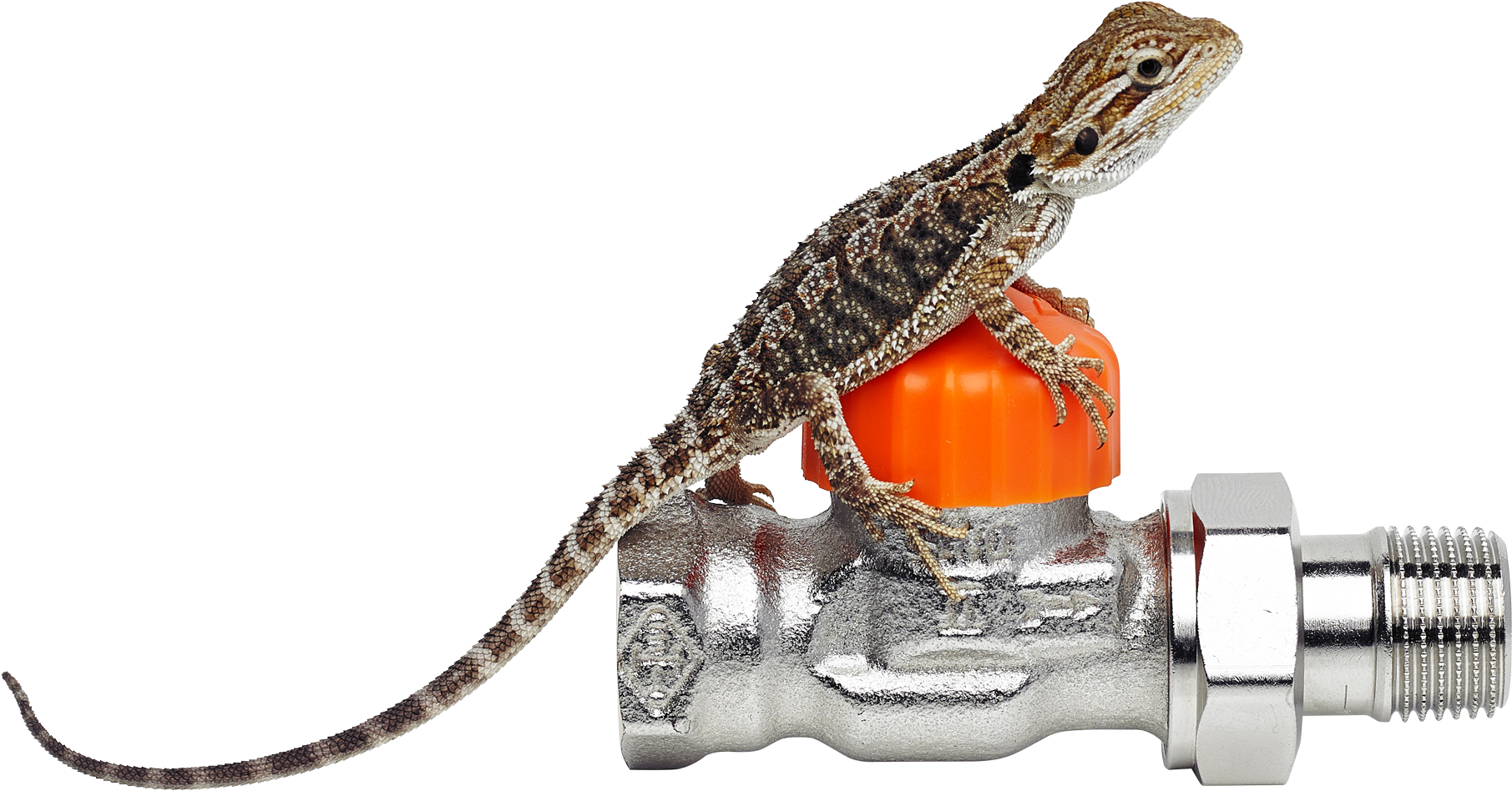 Our Bearded Dragon - Iguana (2396x1961), Png Download
