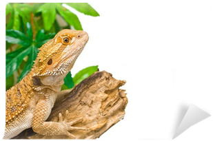 Bearded Dragons (400x400), Png Download