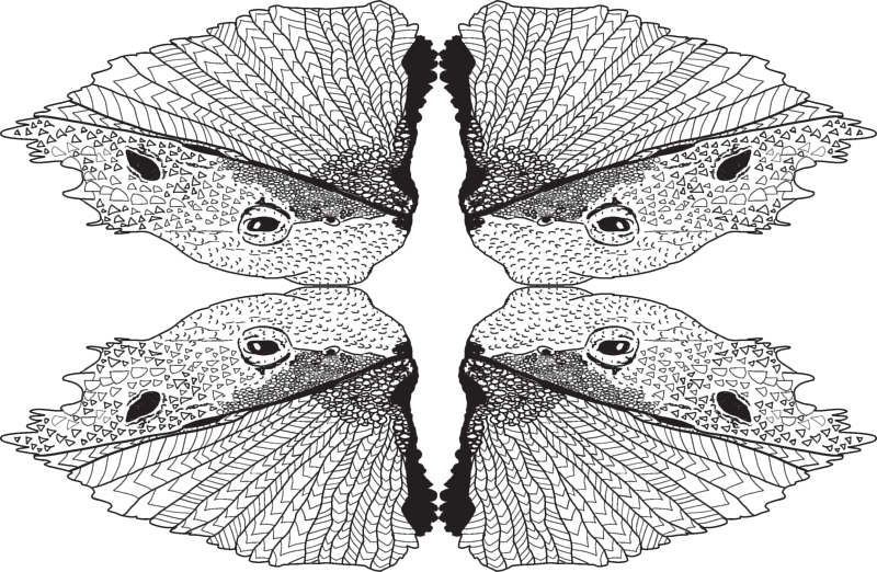 Just A Tad Of Bearded Dragon-desert King Giftwrap - Brush-footed Butterfly (800x522), Png Download
