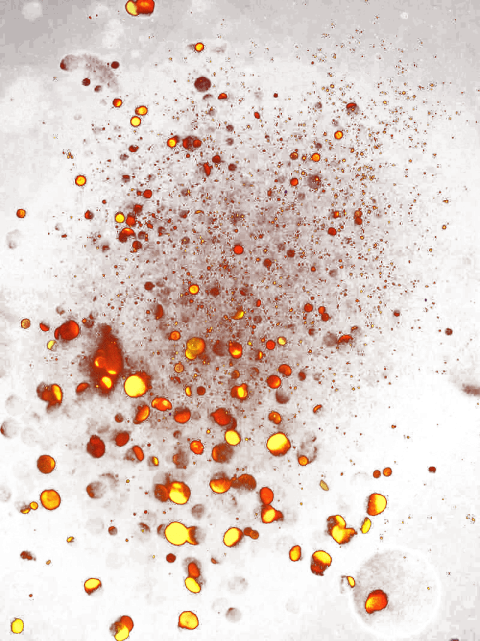 Free Png Light Red Png Images Transparent - Portable Network Graphics (480x641), Png Download