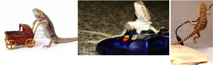 But Sadly The Little Bearded Dragon Sally Got Adopted - Game Controller (740x228), Png Download