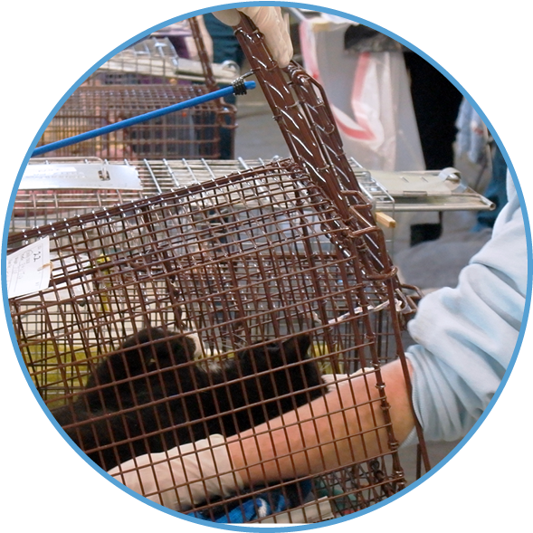 Set A Humane Trap - Merrimack River Feline Rescue (600x600), Png Download