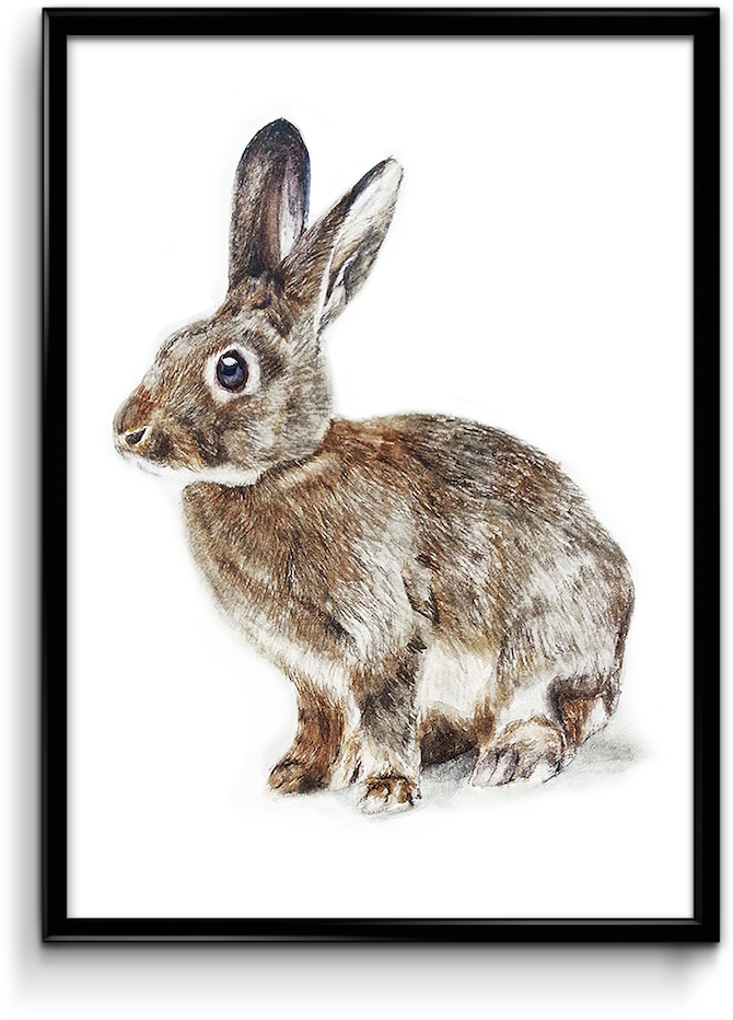 Water Color - Domestic Rabbit (1264x1264), Png Download