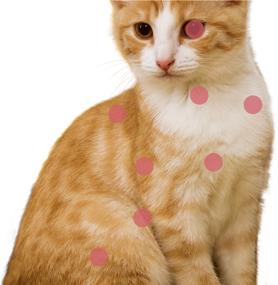 Cat Photo - Louis Vuitton Cruise 2019 Cat (1000x1000), Png Download