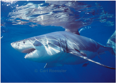 Great White Shark On Attack - Great White Shark On Attack Large Mug (400x400), Png Download