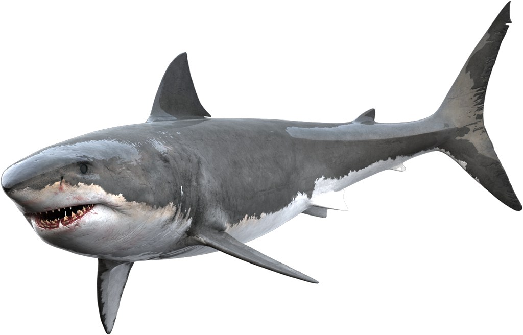 Image Library Tiger Shark Clip Art Transprent Png Free - Great White Shark Png (1400x757), Png Download