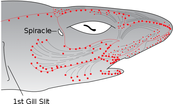 A Shark Starts Face-punching Their Arm, And Panic, - Ampullae Of Lorenzini Diagram (540x332), Png Download